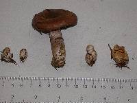 Cortinarius spadicellus image