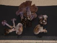 Cortinarius alboviolaceus image