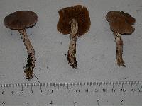 Cortinarius biformis image