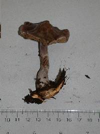 Cortinarius biformis image