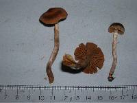 Cortinarius casimiri image