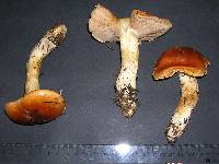 Cortinarius variosimilis image