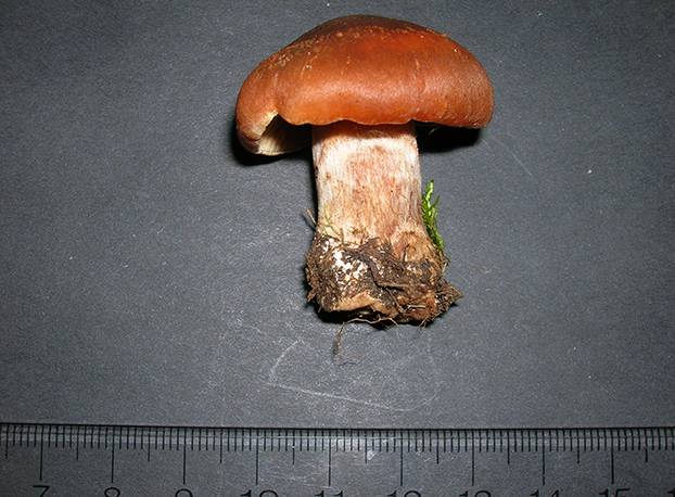 Cortinarius balaustinus image