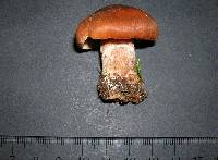 Cortinarius balaustinus image