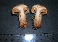 Cortinarius balaustinus image