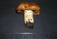 Cortinarius variosimilis image