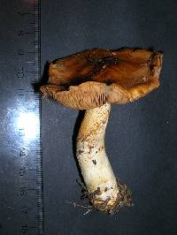 Cortinarius variosimilis image