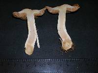 Cortinarius variosimilis image