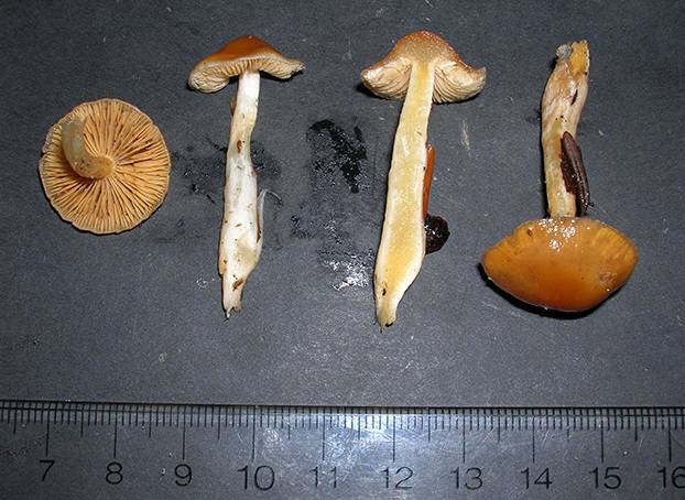 Cortinarius galeobdolon image