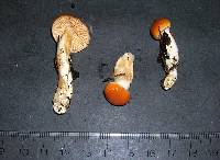 Cortinarius galeobdolon image