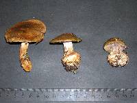 Cortinarius montanus image