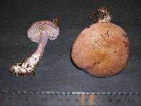 Cortinarius spadicellus image