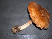 Cortinarius spadicellus image