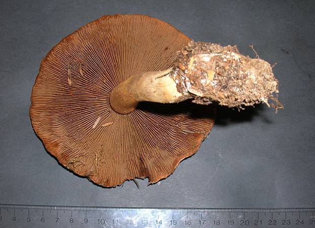 Cortinarius spadicellus image
