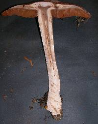 Cortinarius spadicellus image