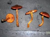 Cortinarius cinnamomeus image