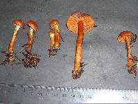 Cortinarius gentilis image