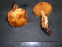 Cortinarius rubicundulus image