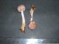 Cortinarius delibutus image