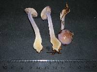 Cortinarius delibutus image