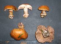 Cortinarius purpurascens image