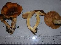 Cortinarius variosimilis image