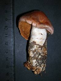 Cortinarius solis-occasus image