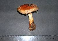 Cortinarius cupreorufus image