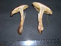 Cortinarius cupreorufus image