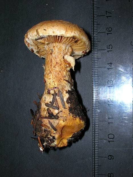 Cortinarius traganus f. ochraceus image