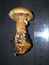 Cortinarius traganus f. ochraceus image