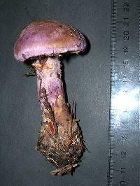 Cortinarius traganus image