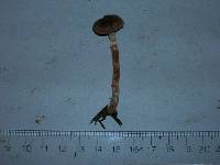 Cortinarius casimiri image