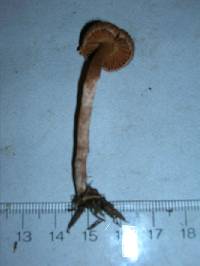 Cortinarius casimiri image