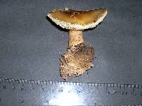 Tricholoma saponaceum image