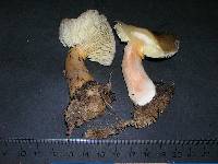 Tricholoma saponaceum image