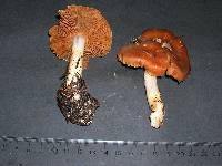 Cortinarius armeniacus image