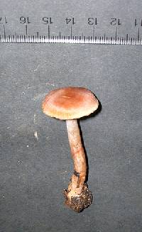 Cortinarius boulderensis image