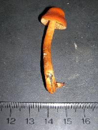 Cortinarius renidens image