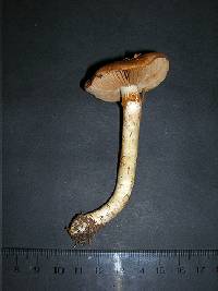 Cortinarius variosimilis image