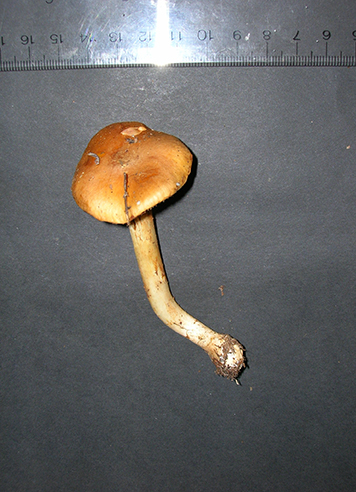 Cortinarius variosimilis image