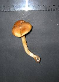 Cortinarius variosimilis image