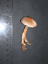 Cortinarius boulderensis image