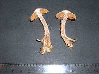 Cortinarius boulderensis image