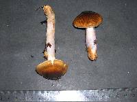 Cortinarius vanduzerensis image