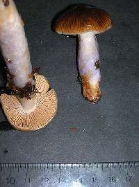 Cortinarius vanduzerensis image