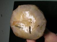 Cortinarius delibutus image