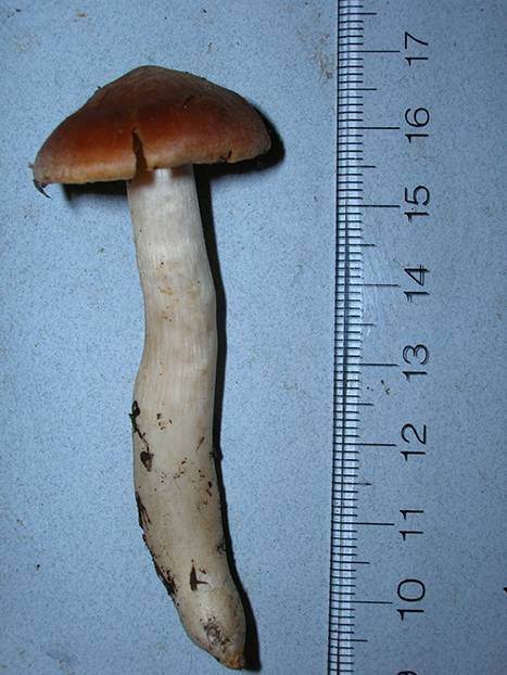 Cortinarius testaceofolius image