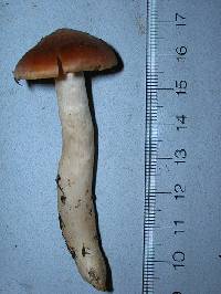 Cortinarius testaceofolius image