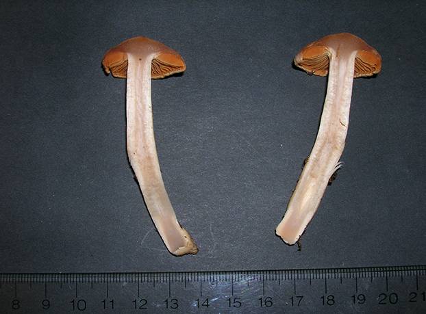 Cortinarius testaceofolius image